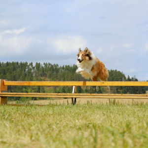 Lassie se vrací