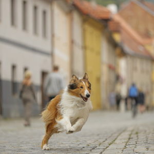 Lassie se vrací