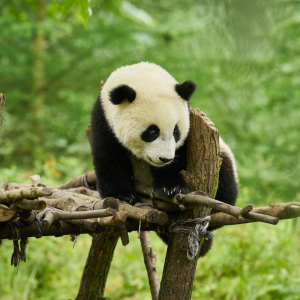 Panda a já