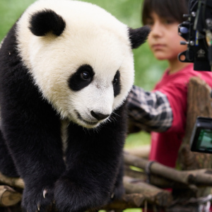 Panda a já