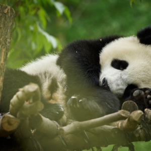 Panda a já