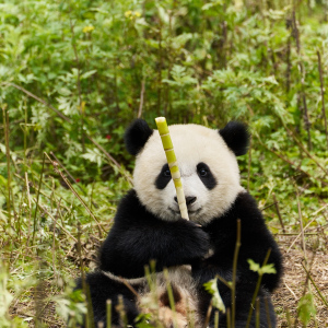 Panda a já