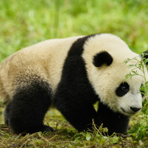 Panda a já