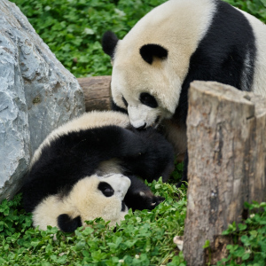 Panda a já