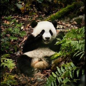 Panda a já