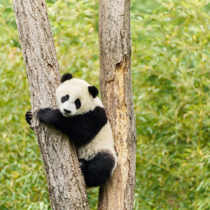 Panda a já
