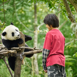 Panda a já