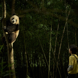 Panda a já