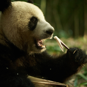 Panda a já