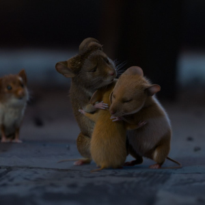 Myši v akci: Vánoční past