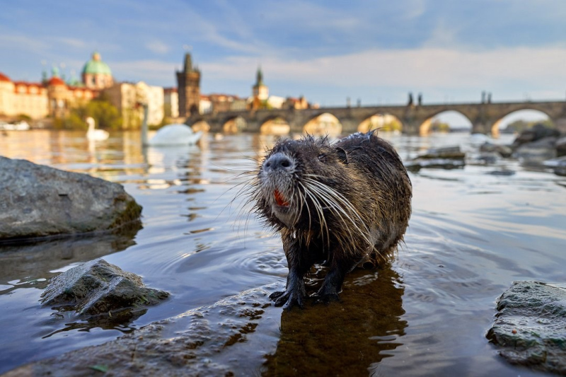 Planeta Praha